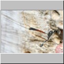 Gasteruption cf jaculator - Gichtwespe w02c 15mm.jpg